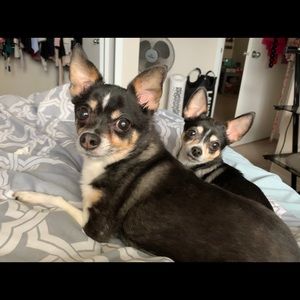 Meet your Posher, Alannah